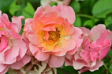 Bahçedeki güzel pembe gül, yakın görüş