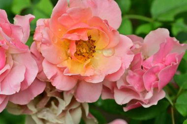 Bahçedeki güzel pembe gül, yakın görüş