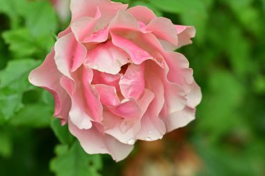 Bahçedeki güzel pembe gül, yakın görüş