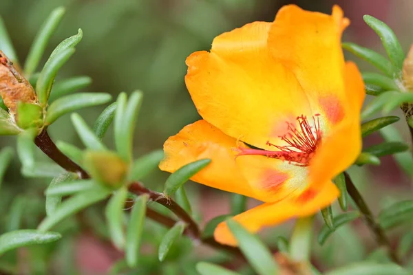 Bahçede turuncu gül çiçeği, yakın çekim manzarası 