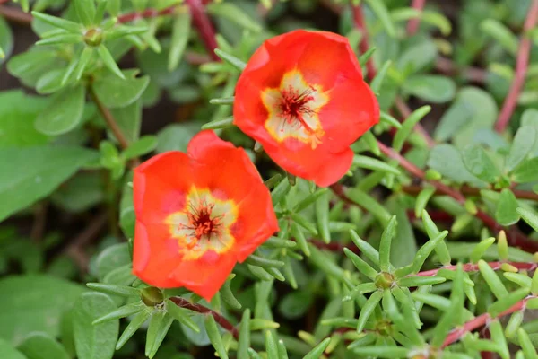 Bahçedeki gelinciğin kırmızı çiçekleri, yakın çekim manzarası. 