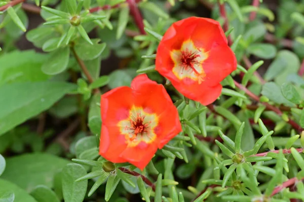 beautiful flowers in the garden, closeup view 
