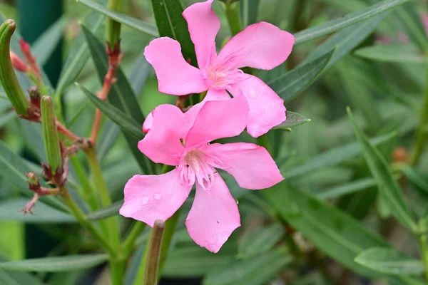 Bahçede pembe çiçekler, yakın çekim manzarası