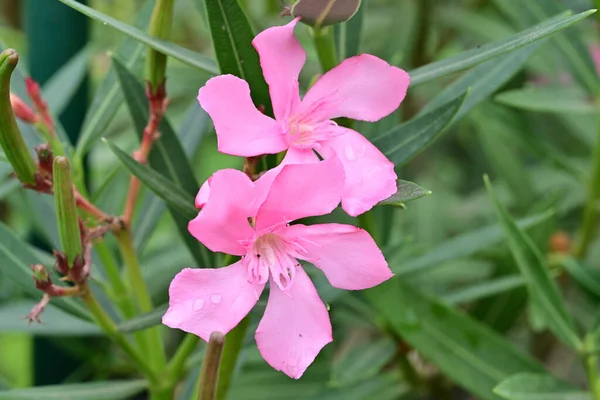 Bahçede pembe çiçekler, yakın çekim manzarası