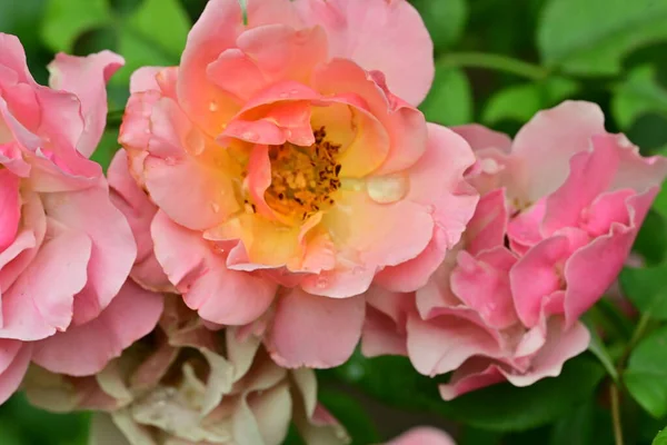 Bahçedeki güzel pembe gül, yakın görüş