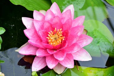 Nilüfer çiçeği gölette, yakın görüş