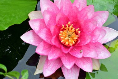 Su zambakları gölette, yakın görüş.