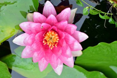 Bahçedeki güzel nilüfer çiçeği, kapat manzarayı