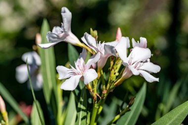 beyaz ve mor çiçekler, görünümü kadar yakın