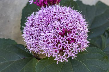 Bahçede, güzel çiçek görünümü kapatın