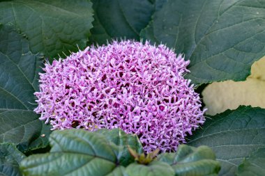 Bahçedeki çiçeğe yakın çekim, yakın görüş.