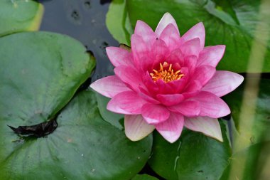 Gölette güzel pembe nilüfer çiçeği