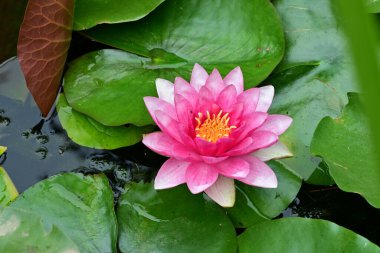 Göletteki güzel nilüfer çiçeğinin yakın görüntüsü 