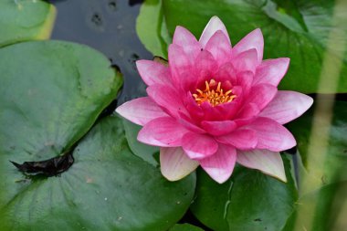 Göletteki güzel nilüfer çiçeğinin yakın görüntüsü 