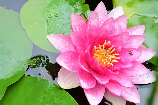 Göletteki güzel nilüfer çiçeği, yakın görüş