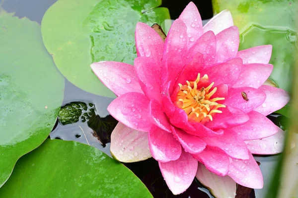 Bahçedeki güzel nilüfer çiçeği, kapat manzarayı