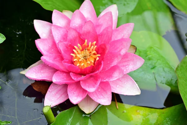 Göletteki güzel nilüfer çiçeği, yakın görüş