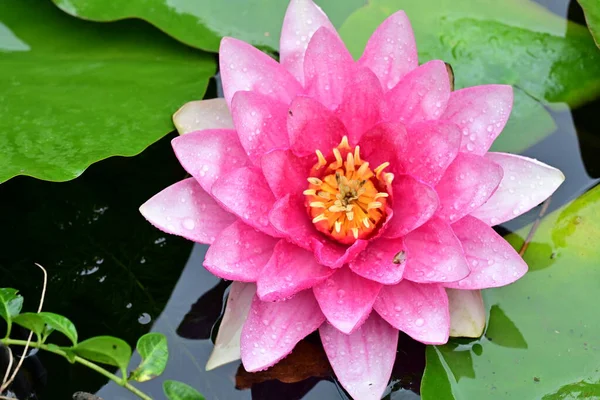 Gölette pembe nilüfer çiçeği, yakın görüş.