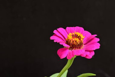 Güzel pembe gerbera papatya çiçeği siyah arka planda