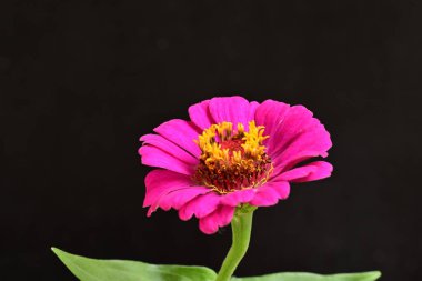 Güzel bahar çiçeklerinin yakın görüntüsü