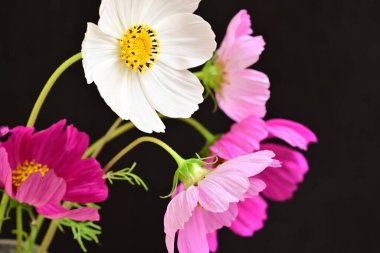 Güzel bahar çiçeklerinin yakın görüntüsü