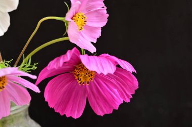 Güzel bahar çiçeklerinin yakın görüntüsü