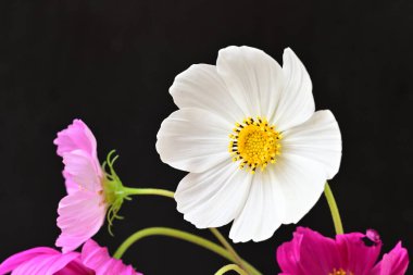 Koyu arkaplanda güzel pembe kozmos çiçekleri