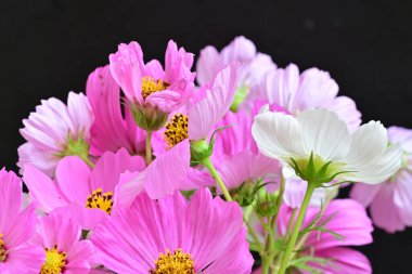 Güzel bahar çiçeklerinin yakın görüntüsü