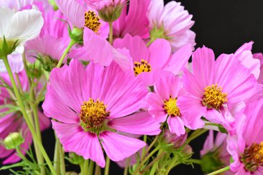 Güzel bahar çiçeklerinin yakın görüntüsü