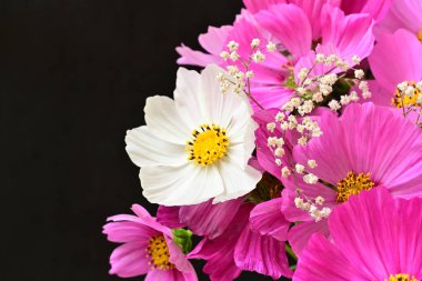 Güzel bahar çiçeklerinin yakın görüntüsü