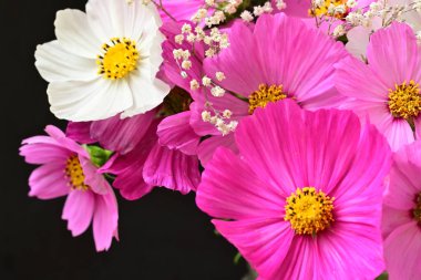 Güzel bahar çiçeklerinin yakın görüntüsü