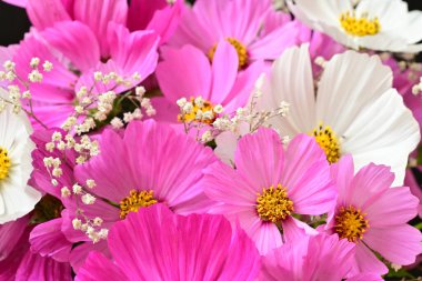 Güzel bahar çiçeklerinin yakın görüntüsü