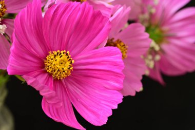 Güzel bahar çiçeklerinin yakın görüntüsü