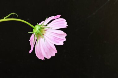 Güzel bahar çiçeklerinin yakın görüntüsü