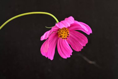 Güzel bahar çiçeklerinin yakın görüntüsü