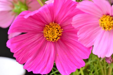 Güzel bahar çiçeklerinin yakın görüntüsü