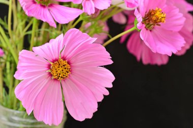 beyaz zemin üzerine pembe gerbera