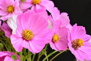 Bahçedeki güzel pembe Gerbera çiçekleri