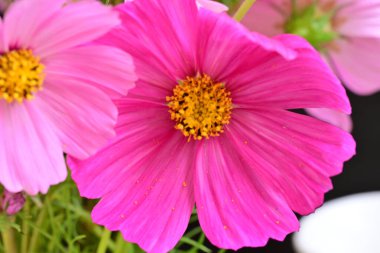 Yaz konsepti üzerine çiçek açan güzel çiçekleri kapatın.