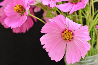 Güzel pembe çiçeklerin yakın çekim görüntüsü