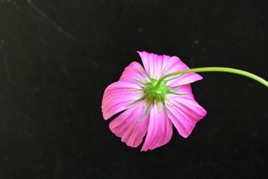 Siyah arka planda pembe çiçek