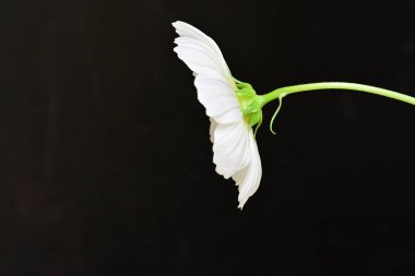 Beyaz arka planda kelebek