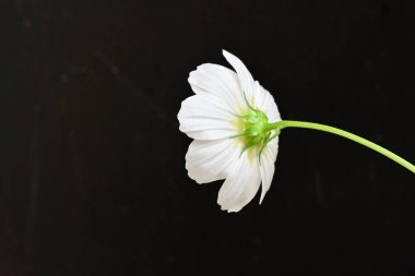 Siyah arkaplanda güzel beyaz bir çiçek