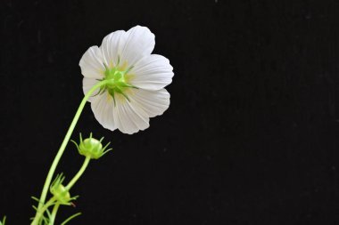 Siyah arka planda güzel çiçekler