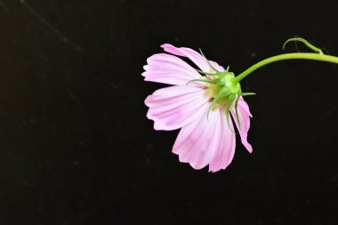 Güzel botanik fotoğrafı, doğal duvar kağıdı.