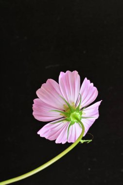 Koyu arkaplanda güzel bir çiçek, yaz konsepti, yakın görüş