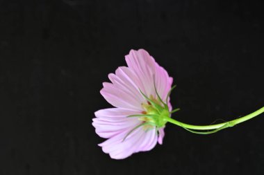 Koyu arkaplanda güzel çiçekler