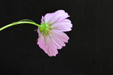 gerbera çiçeği siyah arkaplanda