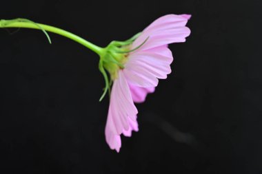 Siyah arka planda güzel pembe çiçek