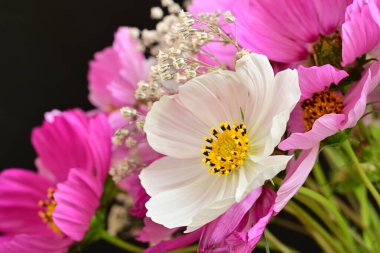 Koyu arkaplanda güzel çiçekler